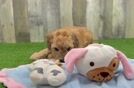 Energetic Golden Doodle Poodle Mix Puppy
