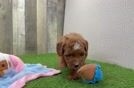 Meet Bambi - our Mini Goldendoodle Puppy Video
