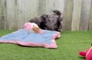 Small Maltipom Baby