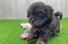 Shih Poo Puppy for Adoption