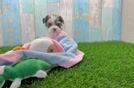 Friendly Yorkie Poo Baby