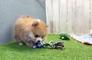 Pomeranian Puppy for Adoption