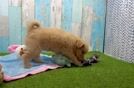 Meet J Lo - our Mini Pomskydoodle Puppy Video