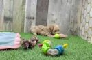 Meet Jada - our Maltipoo Puppy Video