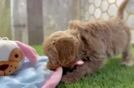 Best Cavapoo Baby