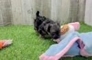 Best Morkie Baby