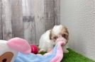 Playful Cavapoodle Poodle Mix Puppy