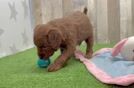 Cute Mini Goldendoodle Baby