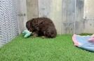 Best Cockapoo Baby