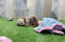 Meet Donald - our Dachshund Puppy Video