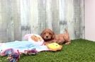 Cavapoo Pup Being Cute