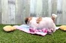 Teddy Bear Pup Being Cute