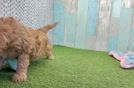 Petite Cavapoo Poodle Mix Pup