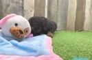 Playful Mini Aussiepoodle Poodle Mix Puppy