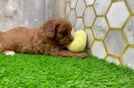 Sweet Cavapoo Baby