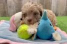 Smart Havapoo Poodle Mix Pup