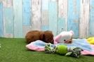 Best Cavapoo Baby