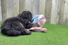 Meet Dawson - our Mini Bernedoodle Puppy Video