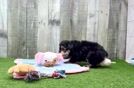 Mini Aussiedoodle Puppy for Adoption