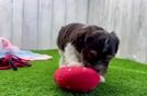 Hypoallergenic Havanese Baby