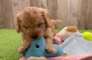 Cavapoo Puppy for Adoption