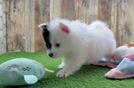 Best Pomeranian Baby
