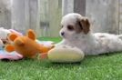 Adorable Cavalier King Charles Spaniel and Poodle Mix Poodle Mix Puppy