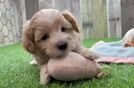 Friendly Maltipoo Baby