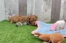 Cavapoo Puppy for Adoption