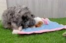 Cute Mini Bernedoodle Baby