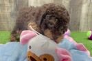 Hypoallergenic Poodle Baby