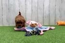 Sweet Cavapoo Baby
