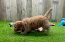 Maltipoo Pup Being Cute