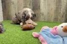 Playful Bernese Doodle Poodle Mix Puppy