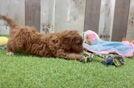 Sweet Cavapoo Baby