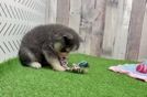 Pomsky Pup Being Cute