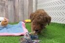 Petite Pooodle Purebred Puppy