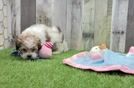 Fluffy Teddy Bear Designer Pup