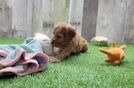 Fluffy Cavapoo Poodle Mix Pup