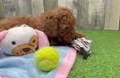 Poodle Puppy for Adoption