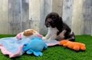 Cute Cocker Spaniel Purebred Puppy