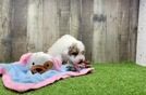 Best Poodle Baby