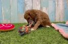 Meet Chloe - our Cavapoo Puppy Video