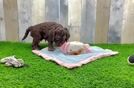 Funny Cockapoo Poodle Mix Pup