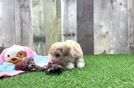 Smart Poochon Poodle Mix Pup