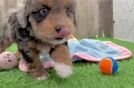 Mini Aussiedoodle Puppy for Adoption