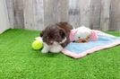 Fluffy Mini Aussiedoodle Poodle Mix Pup