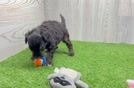 Funny Mini Aussiedoodle Poodle Mix Pup