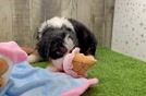 Best Mini Bernedoodle Baby