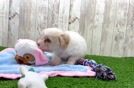 Smart Havapoo Poodle Mix Pup